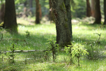 neew trees in the forest new live for future