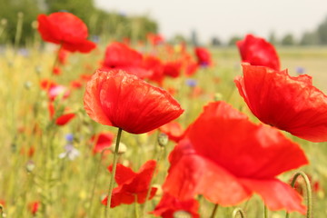 Naklejka premium a red poppy closeup in the fields in holland in spring