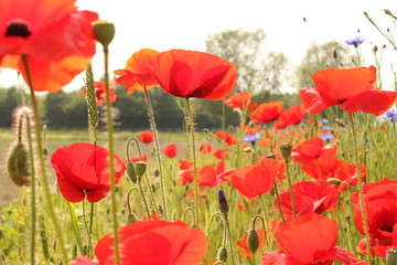 a group beautiful red poppies in a field maring in the dutch countryside in springtime
