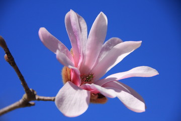 Fototapeta na wymiar magnolia fleuri