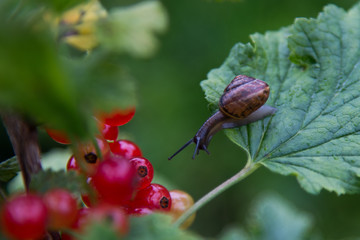Slowly creeping snail on a green leaf in the garden. Natural green background.