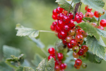Red Currant hanging on a bush in the fruit garden.