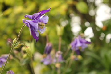 a purple aquilegia flower with a green background in the flower garden in springtime