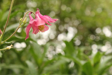 a beautiful pink columbine flower with a nice green bokeh in the background in the garden in holland in springtime