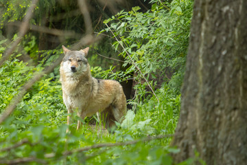 Fototapeta na wymiar Europäischer Wolf wild im Wald suchen