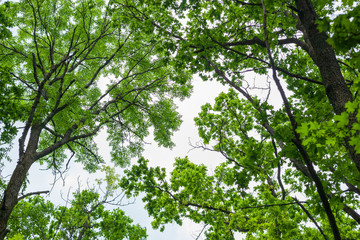 tall trees framing with cloudy dramatic sky. Magic landscape
