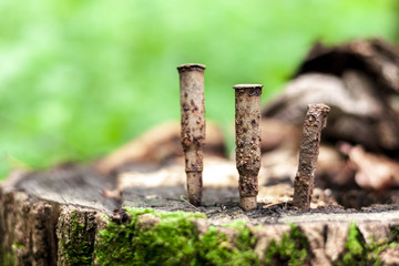 world war rusty bullet at forest. echo of war.treasure hunters concept.
