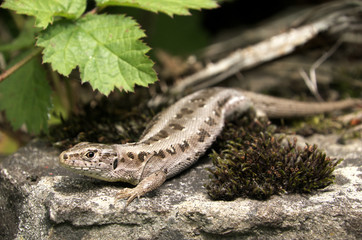 Lacerta agilis; Sand lizard on wall in Berschis, Swiss Alps