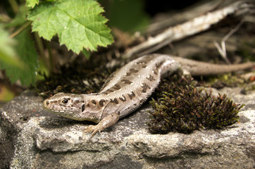Lacerta agilis; Sand lizard on wall in Berschis, Swiss Alps