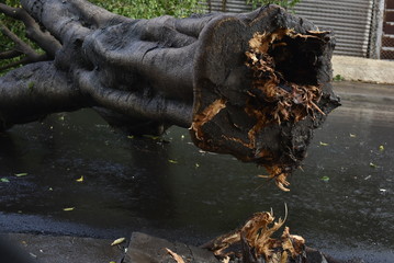 Tree that fell after a storm in the urban area. old tree trunk fallen in the city