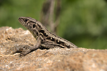 Lacerta agilis; Sand lizard on wall in Berschis, Swiss Alps