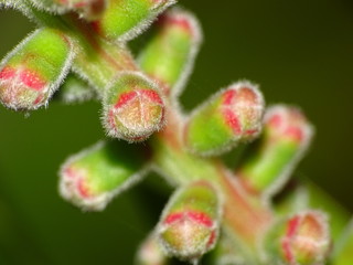 Bud of a plant