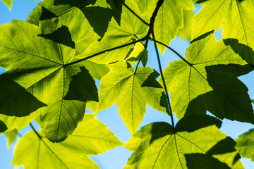 Ahornblätter im Gegenlicht