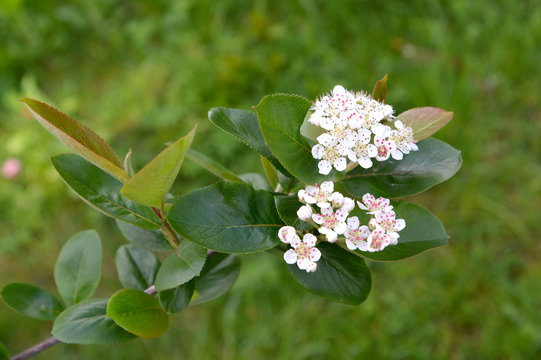 Aroniya (mountain ash) black-fruited (Aronia melanocarpa (Michx.) Elliott), inflorescences