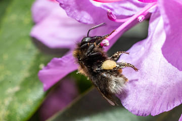 Hummel mit Pollenballen an Lila Rhododendron