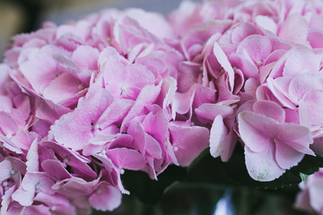 Bouquet of delicate pink flowers close up. Hortensia