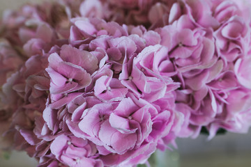 Bouquet of delicate pink flowers close up. Hortensia