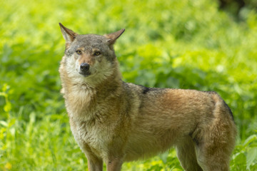 Naklejka na ściany i meble Europäischer Wolf wild im Wald grün