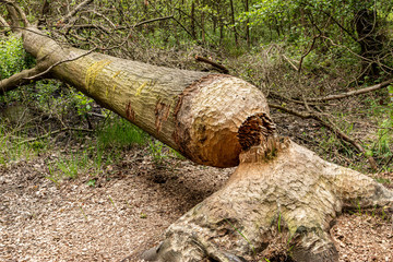 Gefällter Baum mit Biberbiss Spuren, Baumaterial des Bibers