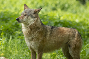 Europäischer Wolf wild im Wald grün nah