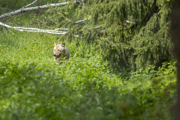 Europäischer Wolf wild im Wald grün schleichen