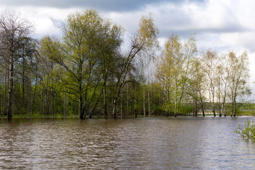 Fototapeta premium spring forest flooded during high water