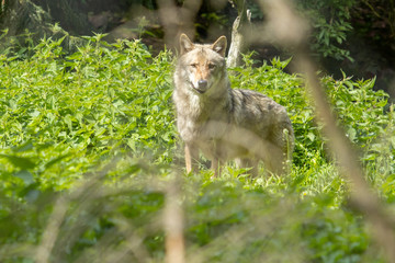 Naklejka na ściany i meble Europäischer Wolf wild im Wald grün blick