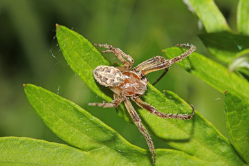 ragno tessitore (Larinoides cornutus) in attesa