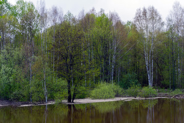 Fototapeta na wymiar spring forest flooded during high water