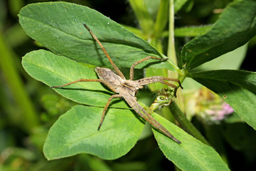 ragno cacciatore (Pisaura mirabilis) su un trifoglio
