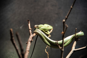 Green Snake on branch