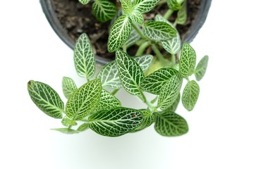 Planta decoración interior