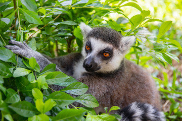 Ring-tailed lemur in the wild nature against a green leaves. Lemur catta close up portrait.
