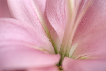 Fototapeta na wymiar Close-up pink lily on pink background
