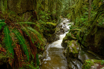 Cypress Creek running through a rough terrain in a dark rainforest with Douglas fir and western red cedar trees covered in moss creating impressive canyons and waterfalls