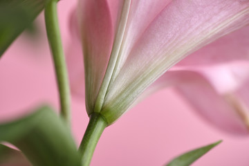 Close-up pink lily on pink background
