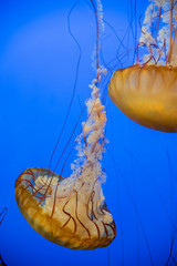 jellyfish in water