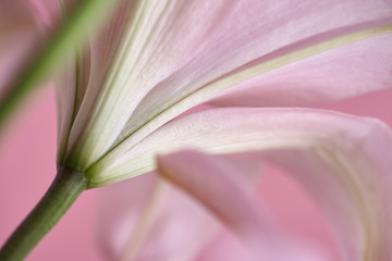 Close-up pink lily on pink background