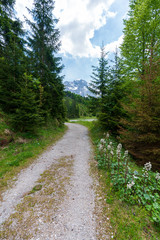 Fototapeta na wymiar Wanderweg in der Hetzau im Almtal mit totem Gebirge