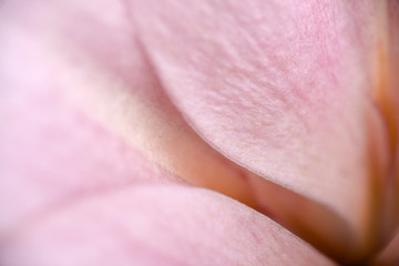 Close-up pink lily on pink background