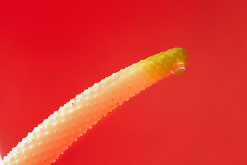 Close-up anthurium flower on red a background