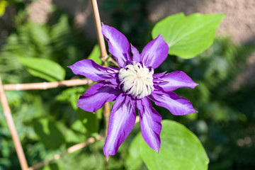 purple clematis flower