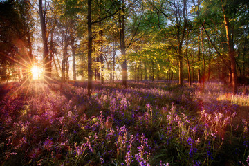 Dawn light shines through bluebell forest - Powered by Adobe