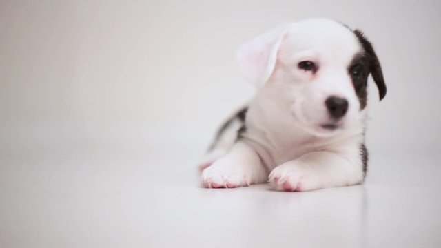 Black And White Newborn Lazy Relaxed Corgi Puppy Lies Down On The Wooden Floor For Sleeping, Dog Shudders In Sleep And Wakes Up Close Up