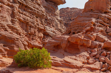 Coloured Canyon is a rock formation on Sinai peninsula. Sights of Nuweiba, Egypt. Flora of the desert.
