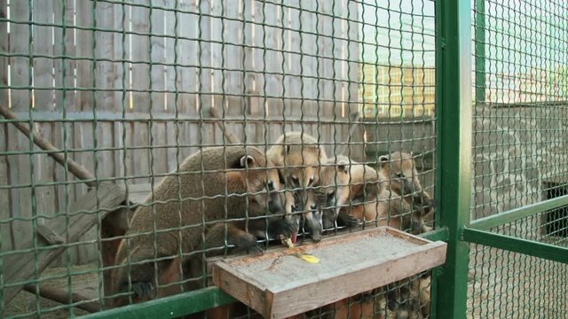 White-nosed Coati (Nasua narica) eating eggs