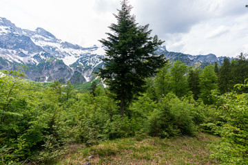 Fototapeta na wymiar Blick durch den Wald auf das tote Gebirge in der Hetzau im Almtal