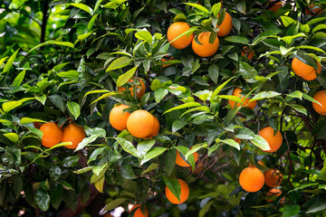 Fototapety  pomarańczowe owoce na drzewach