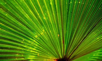 Palm Leaf