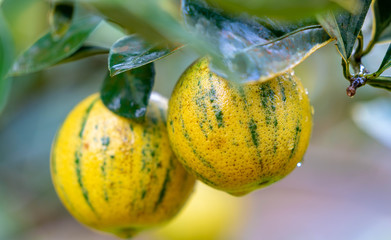 Native Tropical Orange